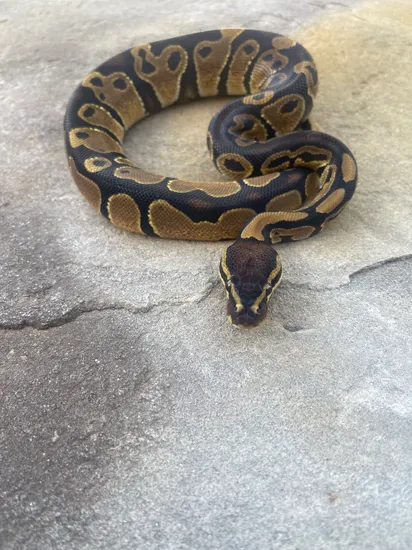 Volta Possible Dinker Ball Python by 4Z Exotics