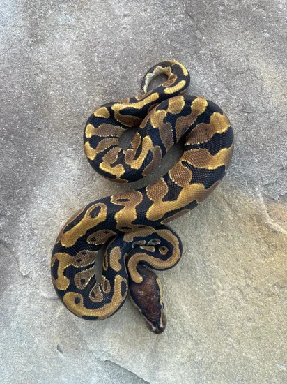Volta Ball Python by 4Z Exotics