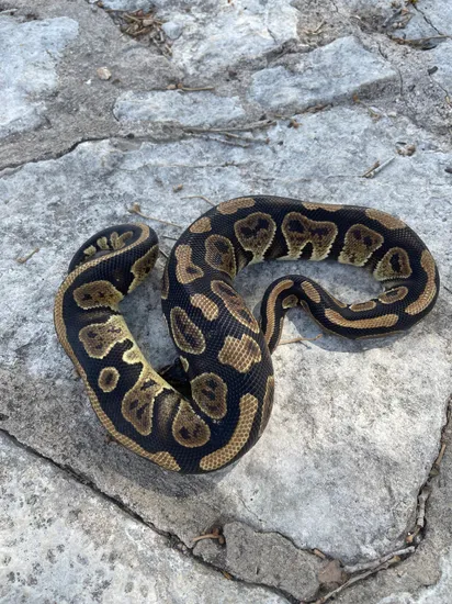 Dinker Ball Python by 4Z Exotics