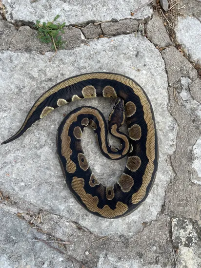 Dinker Ball Python by 4Z Exotics