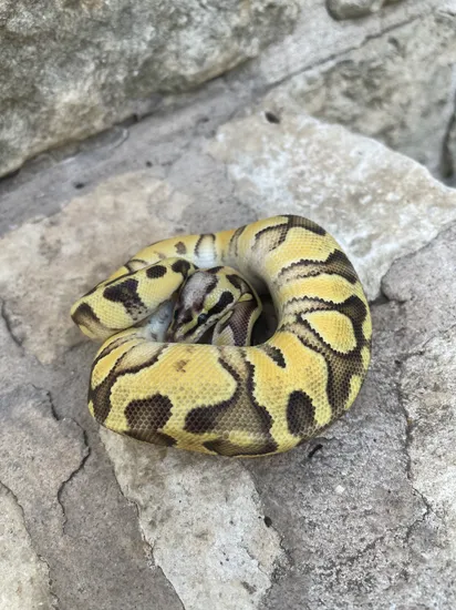 Super Pastel Enchi 50% Het Clown + Dinker Ball Python by 4Z Exotics