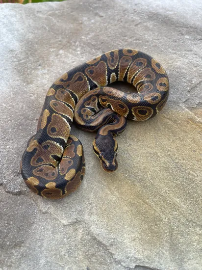 Volta Ball Python by 4Z Exotics