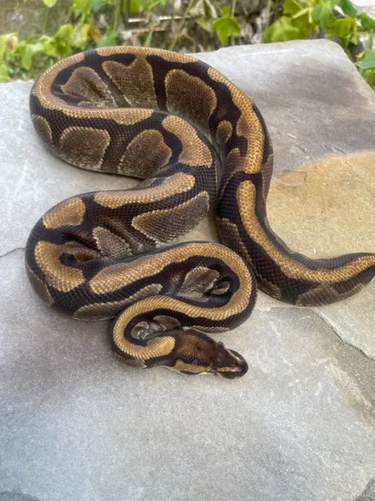 Het Pied Possible Het Albino Ball Python by 4Z Exotics