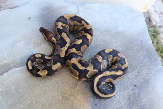 Normal DInker Ball Python by 4Z Exotics