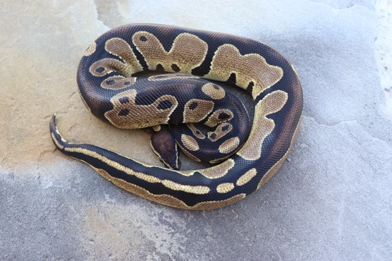 Volta Ball Python by 4Z Exotics