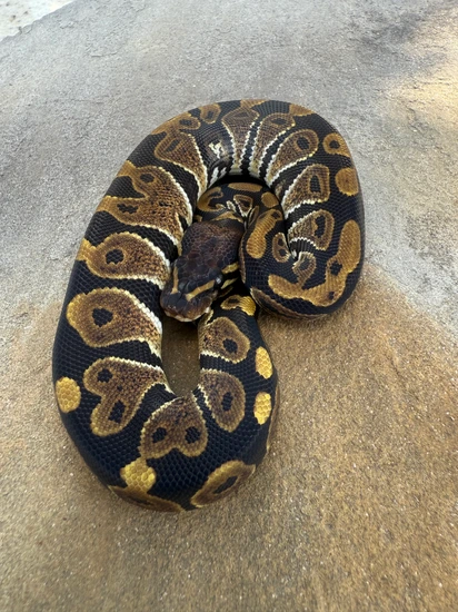 Volta Ball Python by 4Z Exotics