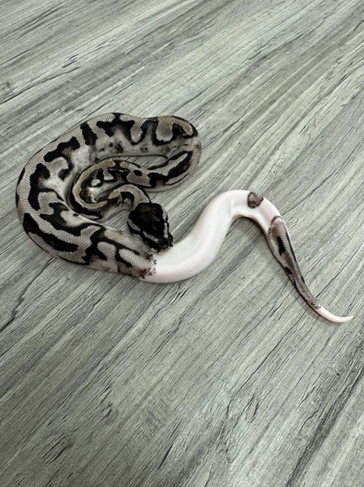 Lightning Pied Ball Python by Perfect Storm Morphs