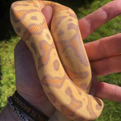 Banana Leopard ( Red Stripe Yb ) Het Clown 50% Het Desert Ball Python - male for sale from PLC BALLS