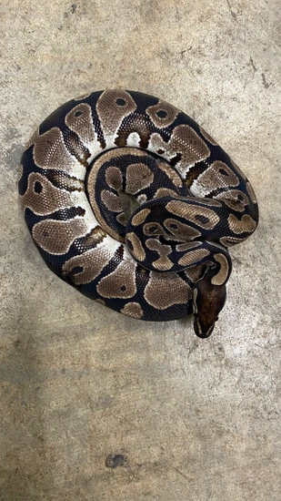 Ball Python Kingdom Ball Python by Pet Kingdom
