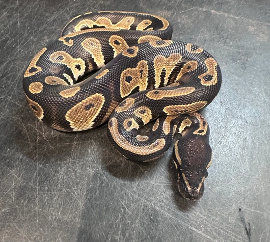 Blackhead Chocolate Ball Python by Pet Paradise