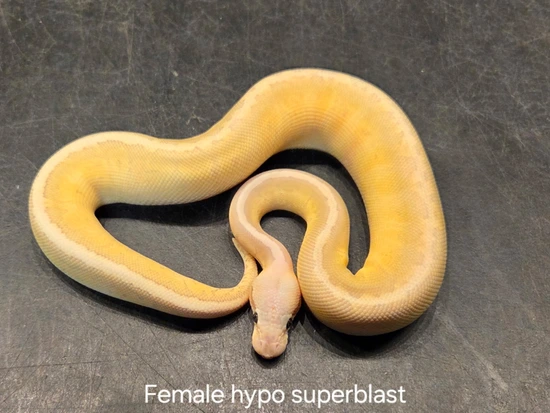 Hypo Super Blast Ball Python by Pet Paradise