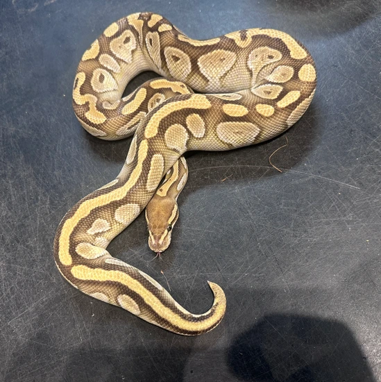 Cypress Lesser Ball Python by Pet Paradise