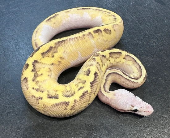 Vanilla Pastel Disco Fire Ball Python by Pet Paradise