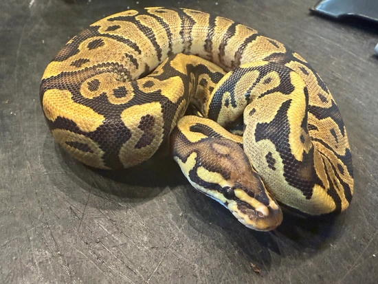 Frenzy Ball Python 2025 Female Fire Ball Ball Python by Pet Paradise