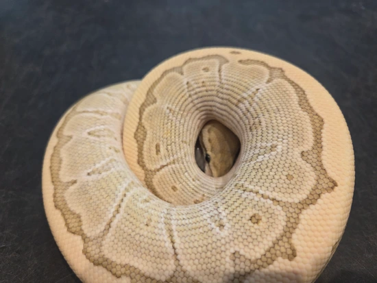 Enchi Butter Pinstripe DG Ball Python by Pet Paradise