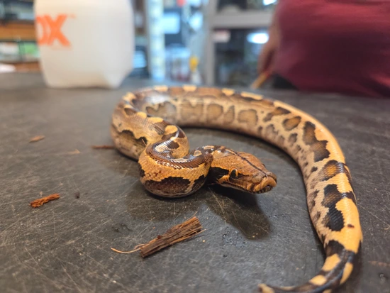 FAT BABBY Borneo Short-Tailed Python by Pet Paradise