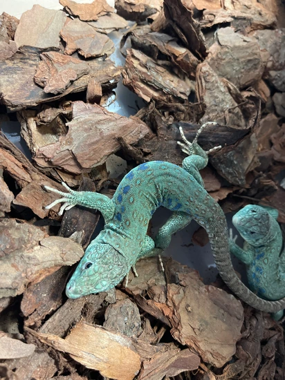 Timon Blue Pearl Pair Lacerta by Pt.exotic.fl