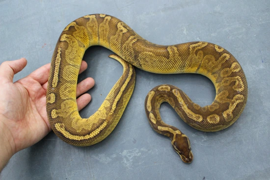 (Adult) Sunset Ball Python by PetroGenetics