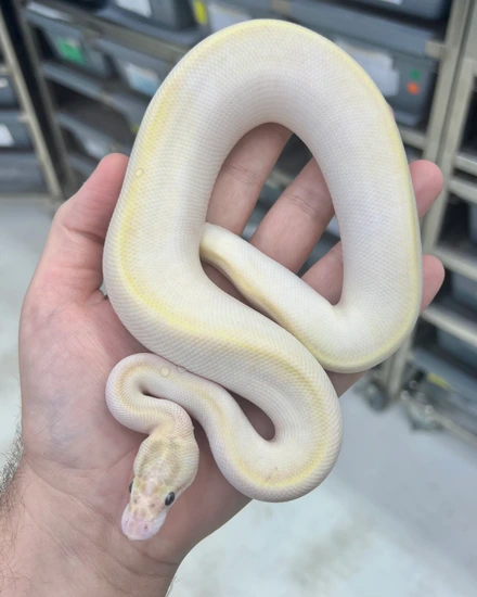 Ivory DH Lavender Pied (OD Fire RS) Ball Python by PetroGenetics