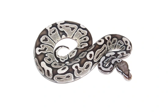 VPI True Ghost Ball Python by PetroGenetics