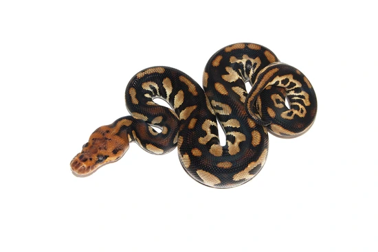 Knight Python Snake Black Pastel Dark Knight Ball Python by PetroGenetics