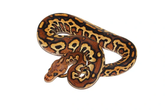 Pompeii Python Pompeii Ball Python by PetroGenetics