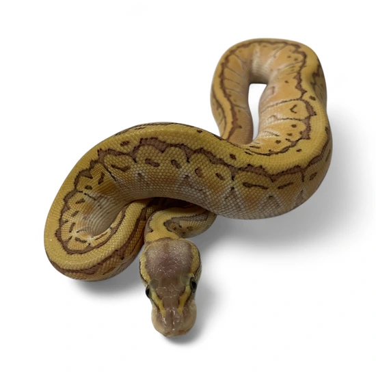 Emperor Pin OD Ball Python by Pew_Morph