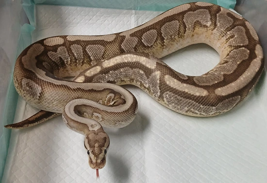 Hidden Gene Woma Lucifer Yellowbelly Ball Python by 412 Balls