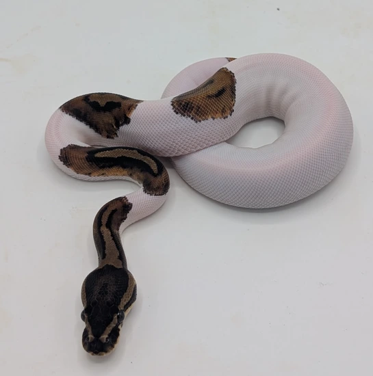 Piebald Ball Python by Python Palette