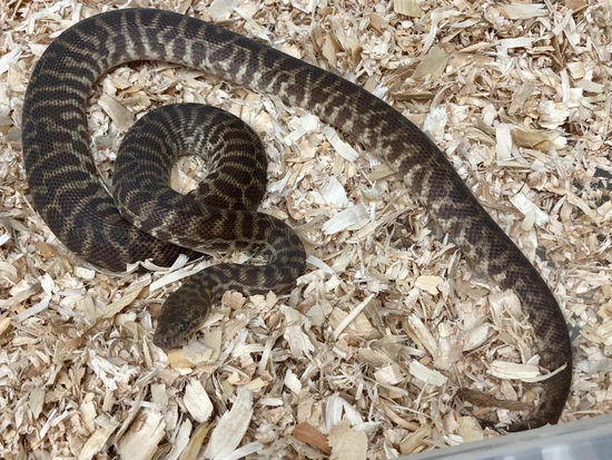 Windora Stimson Python Adult Female Stimson’s Stimson's Python by Phenotypics