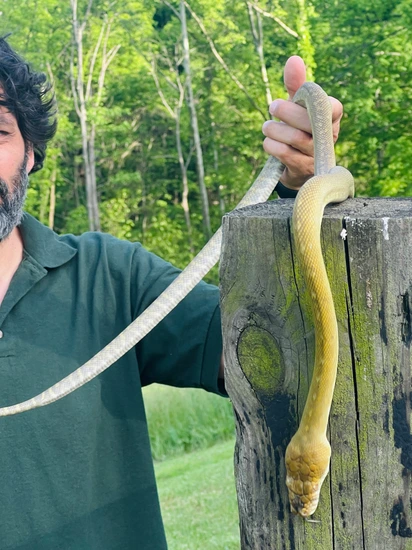 RARE Moluccan Python - Simalia Clastolepis Scrub Python by Paul's Cool ...