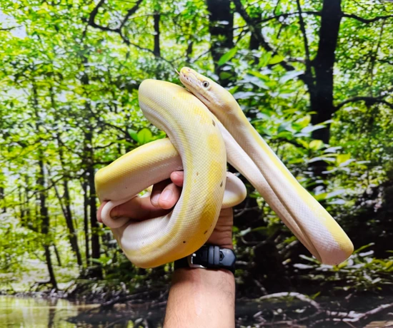 Beautiful TAME Cow Reticulated Python by Paul's Cool Scales