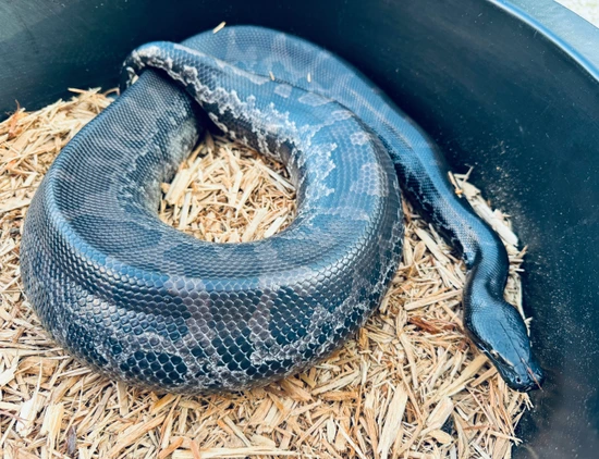 PAIR (2) Adult Proven Breeder Sumatran Short-Tailed Pythons by Paul's ...