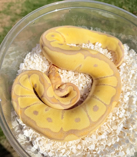 Banana Clown Ball Python by Paul's Cool Scales