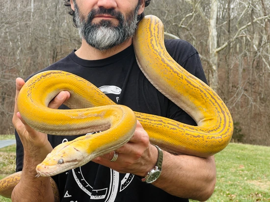 8' TAME OG Platinum Golden Child Reticulated Python by Paul's Cool Scales