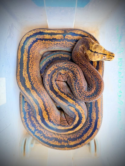 13’ TAME Breeder Golden Child Tiger Reticulated Python by Paul's Cool ...