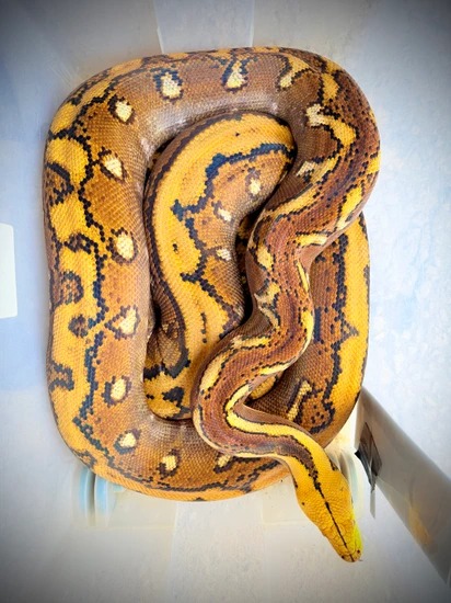 PAIR Cow Makers!! *Payment Plans! Reticulated Python by Paul's Cool Scales