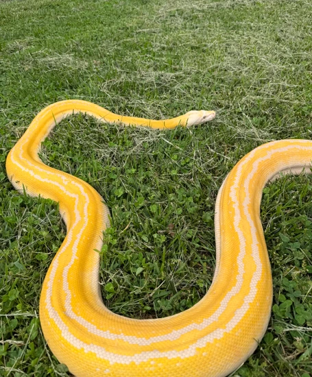 12' TAME Golden Child Albino WOW Reticulated Python by Paul's Cool Scales