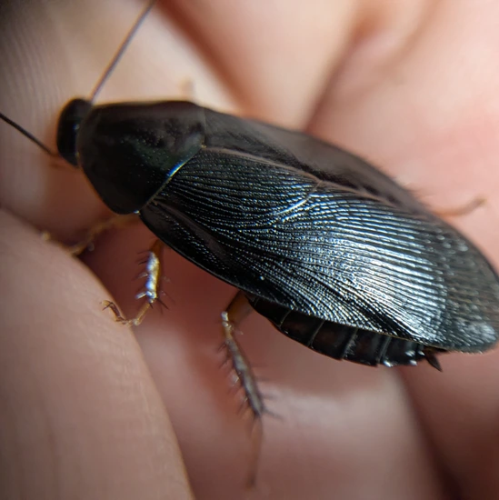 Mixed Cockroach 12 Shadow Roach (Pycnoscelus Nigra) Mixed Nymphs Cockroach by Phil ...
