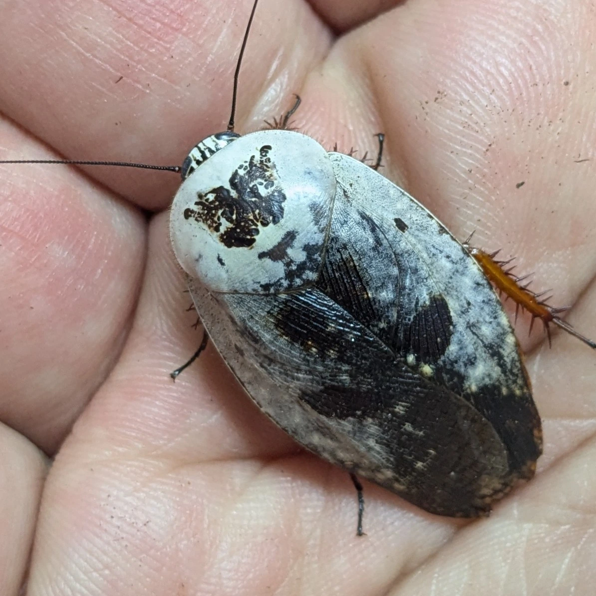20+ Chrome Roach (Gyna Caffrorum) Mixed Nymphs Cockroaches by Phil