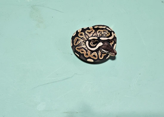 Ball Python Road Rash Asphalt Black Pastel Ball Python by Open Road Constrictors