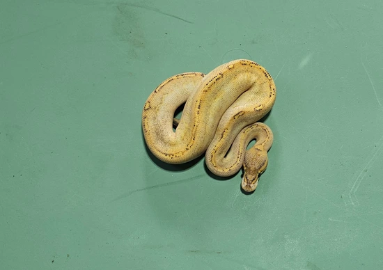Ball Python Road Rash Highway Red Stripe Ball Python by Open Road Constrictors