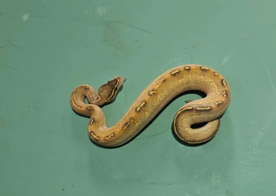 Ball Python Road Rash Highway Ball Python by Open Road Constrictors