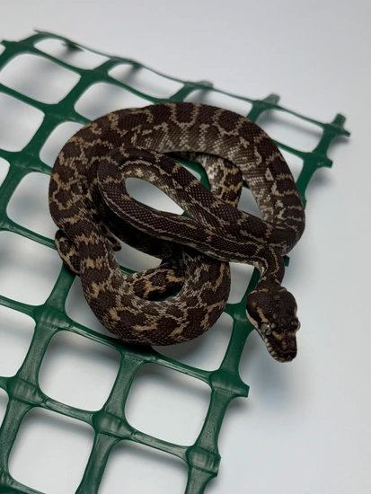 Rough Scale Rough-Scaled Python by Philly Herpetoculture