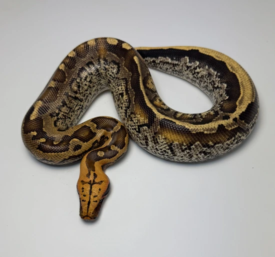 Low Expression Extreme Marble Borneo Short-Tailed Python by Philly ...