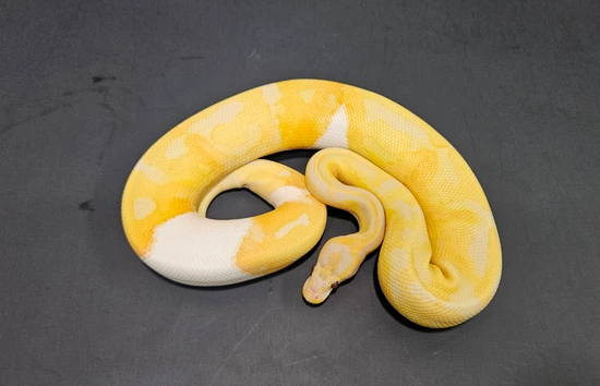 600g Ball Python 600g! Dreamsicle Ball Python by Lucas Landon Royals
