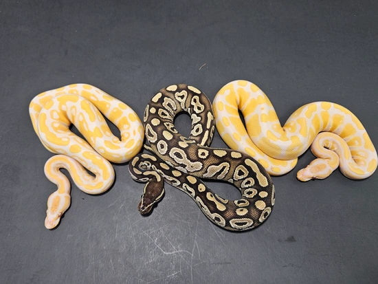 1.2 Monsoon Dreamsicle Project Package Ball Python by Lucas Landon Royals
