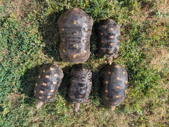 2-3-proven-redfoot-breeding-group-red-footed-tortoise-by-the-phoenix