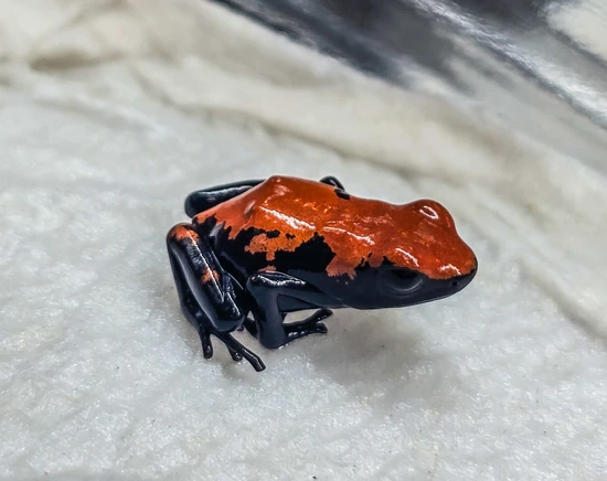 Red Galactonotus Splashback Poison Frog by Pick Your Poison Darts
