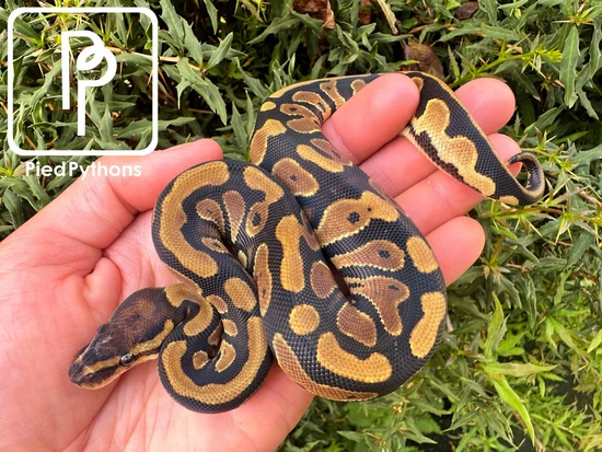 Normal Het Pied Poss Het Clown Ball Python by Pied Pythons